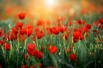 Field of poppies