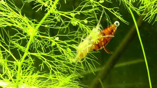 Aquatic diving beetle (Graphoderus liberus) underwater, feeding on a scud (Gammarus), macro close-up. 