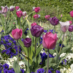 Massif de tulipes et de pensées	
