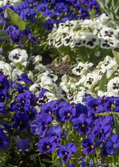 Massif de pens&eacute;es bleues et blanches