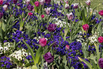 Massif de tulipes et de pensées	