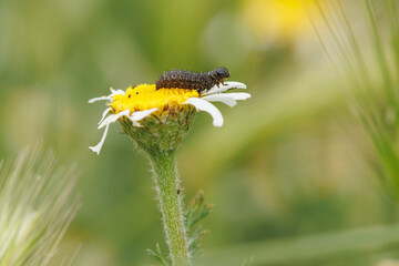 Larva de escarabajo cuca negra Colaspidema atrum comiendo sobre flor de Manzanilla loca Anacyclus clavatus, Alcoy, España