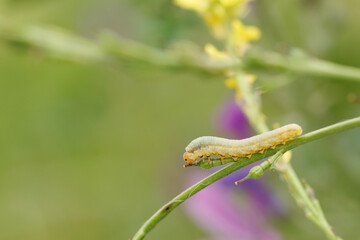 Larva de mosca sierra symphyta sawfly camina por tallo en diagonal de planta, Alcoy, España