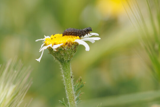 Larva de escarabajo cuca negra Colaspidema atrum comiendo sobre flor de Manzanilla loca Anacyclus clavatus, Alcoy, Espa&ntilde;a