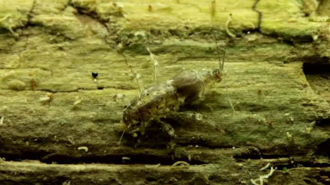 Mayfly nymph (Caenis sp.) underwater, sitting on dead wood while feeding on algae and pooping out a fecal pellet, extreme macro close-up. 