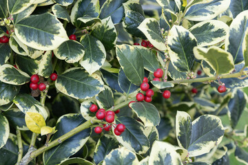 iIex altaclerensis golden king