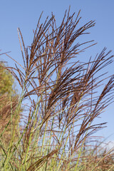 Miscanthus sinensis	