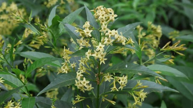 Cestrum parqui, commonly known as palqui, green cestrum, Chilean cestrum, green poisonberry, or willow-leaved jessamine