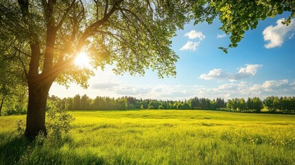 Sunlit meadow landscape with a large tree