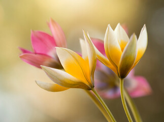 Tulipany botaniczne, tapeta, dekoracja.