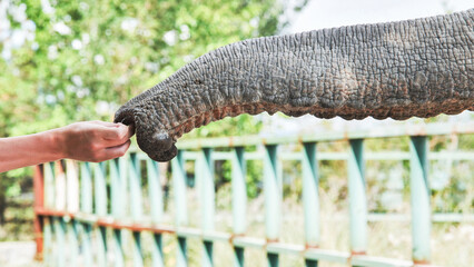 Zoo visitor feeding an elephant with fruit through the metal fence, enjoying a joyful interaction...