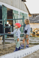 Happy kids on a farm in summer. Farmer girls play with cows. Child and animal friendship. Childhood in the countryside