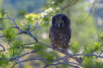 Young Boreal owl (Aegolius funereus) in forest