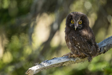 Young Boreal owl (Aegolius funereus) in forest