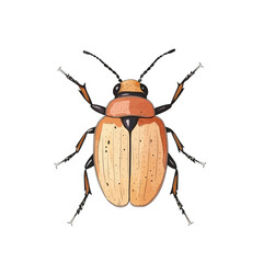 Detailed Illustration of a Beetle with Orange and Black Markings