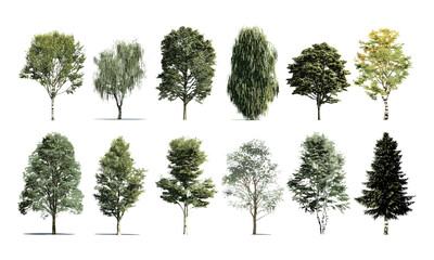 Fototapeta premium nazimrocks2024_Collection_Beautiful_3D_Trees_Isolated_on_PNGs_5f01a02a-afce-40a2-bad7-28f7e52c0cf5_1