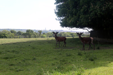 Wentworth Deer
