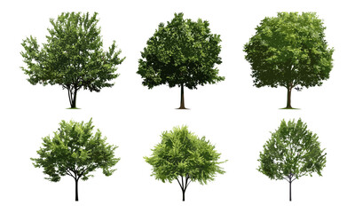 Isolated green trees collection vector illustration, design ready, nature landscape elements, forest clipart, ecological symbols, garden plants, environmental vector graphics.