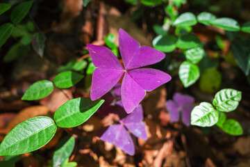Oxalis triangularis