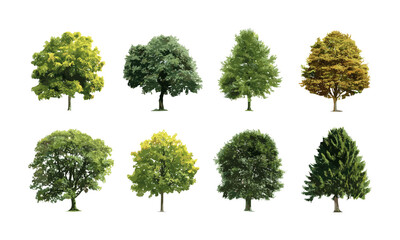 Fototapeta premium Vector illustration, collection of isolated trees, oak, maple, birch, chestnut, forest nature composition, tree line silhouette, eco landscape elements, park scenery design.