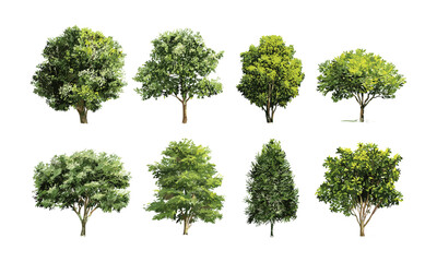Fototapeta premium Vector illustration of green tree collections isolated on white, botanical foliage, tropical greenery design, nature plants, garden silhouette, forest leaves clipart, outdoor environment.