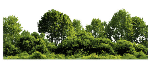 Summer forest tree line, green shrubs and trees, woodland environment, natural landscape composition, clipping mask, outdoor nature view, vector illustration.