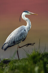 great blue heron