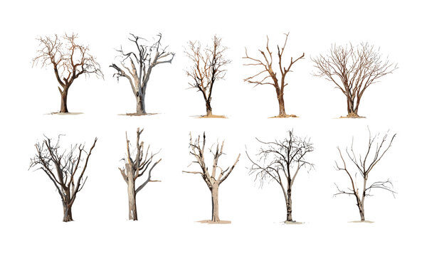 Dry tree collection isolated on white background, dead tree silhouette, vector illustration, barren forest, environmental decay, natural texture, wood pile, seasonal change.