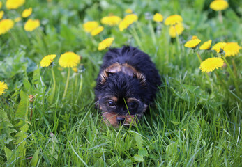 A little Yorkshire Terrier puppy sniffs the green grass around yellow dandelions.