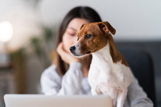 A woman is focused on her laptop, likely working or studying from home. Her faithful Jack Russell terrier sits close by, offering quiet company and support as she concentrates on her tasks.