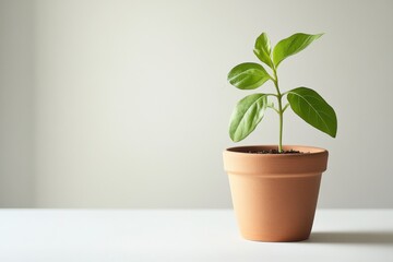 Fototapeta premium Single young plant in terracotta pot