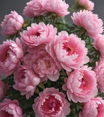Obraz premium Luxurious pink peony bouquet, full bloom, soft focus, feminine aesthetic, blossom, flora, backdrop