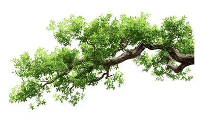 Tree branch isolated green, vector illustration, leaf texture, natural wood element, forest flora, fresh leaf, outdoor plant, eco friendly, nature design, green environment. © aura studio