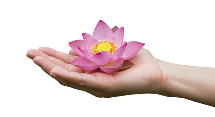 Isolated Hand Presenting Delicate Pink Lotus Flower