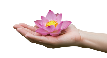 Isolated Hand Presenting Delicate Pink Lotus Flower
