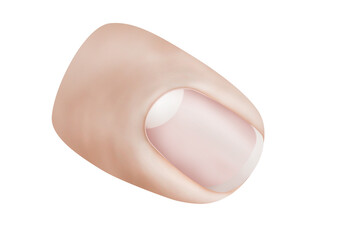 Detailed digital illustration of a healthy fingernail, with natural color and shape. Perfect for use in educational materials, nail technician training courses, and dermatology resources.