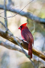 Cardinal pose
