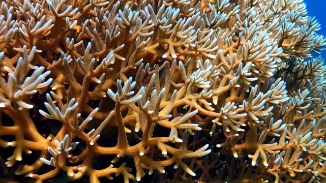 Intricate branching fire coral in the deep blue ocean, displaying a vibrant orange color and delicate, white-tipped polyps in clear water.