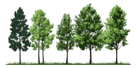 Obraz premium Green trees, summer foliage, forest nature scene, isolated on transparent background, vector illustration, woodland greenery, eco environment, seasonal leaves, natural landscape.