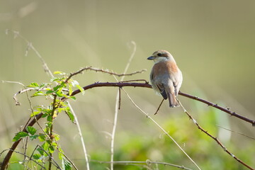 Lanius collurio aka Red-backed Shrike female perched on the branch. Czech republic nature.