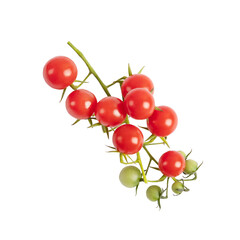A sprig of red cherry tomatoes isolated on a transparent background. Design element for product label. © Katya Slavashevich