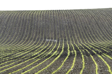 Wavy field landscape with seeding rows. Abstract natural background.