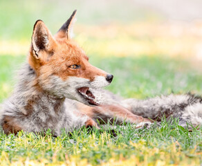 red fox in the grass