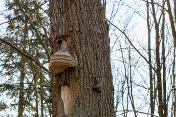 Bracket fungi on tree trunk in forest with winter branches