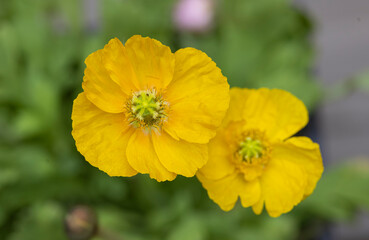 Yellow poppy