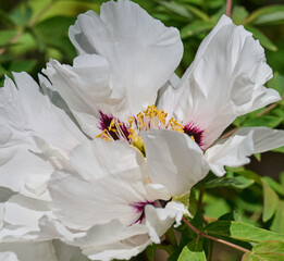 Lush white peony flowers with vibrant yellow stamens, in full bloom amidst dense green foliage in a...
