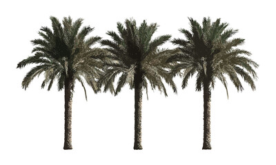 Summer palm trees vector illustration, tropical greenery, exotic plants, beach environment, sunny weather, tropical paradise, lush foliage, outdoor scenery, vacation destination, natural beauty.
