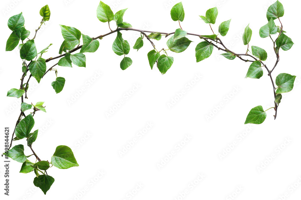 Poster lush green vine with heart-shaped leaves displayed on a transparent background for creative projects