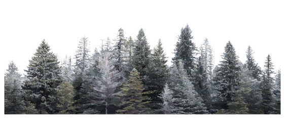 Vector illustration, winter panorama, grey fir trees in snow, forest landscape, serene woodland, cold climate environment, natural scenery, evergreen trees, hiking trail backdrop.