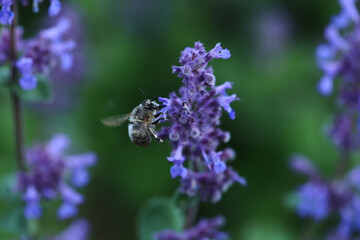 Lavender field in the evening. Macro photo.